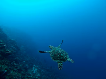 An underwater picture of a coral reef and a turtle